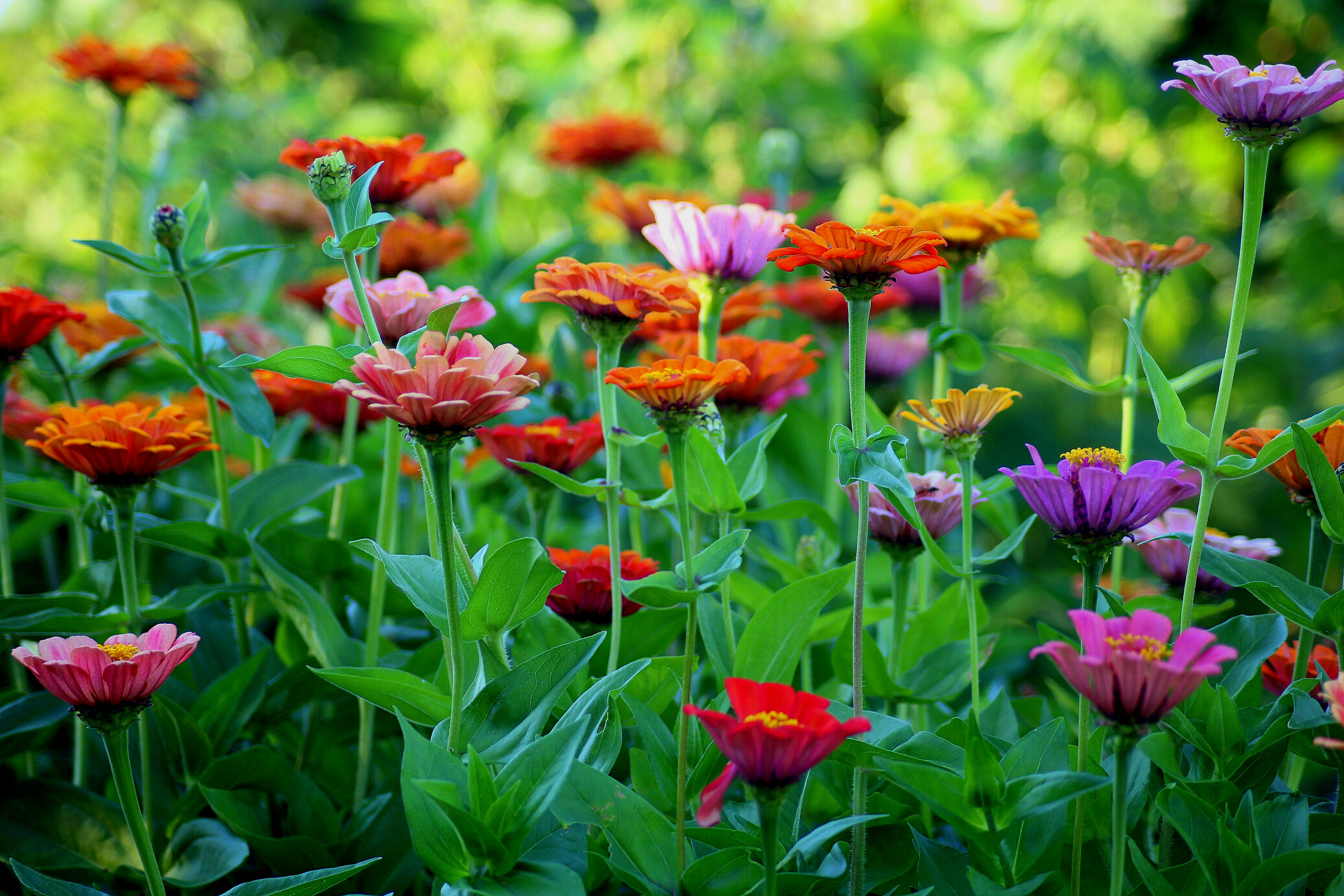 Flowers in the Garden